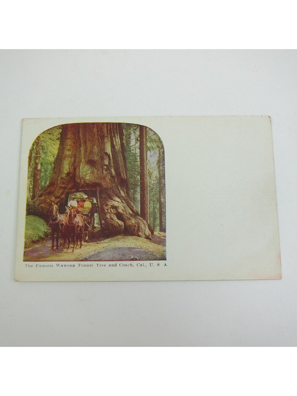 Postcard California Famous Wawona Tunnel Tree & Coach Horses Antique UNPOSTED
